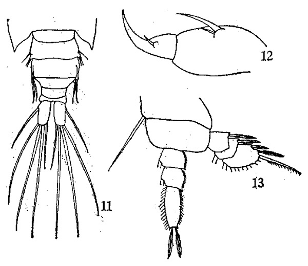 Espèce Pachos punctatum - Planche 2 de figures morphologiques