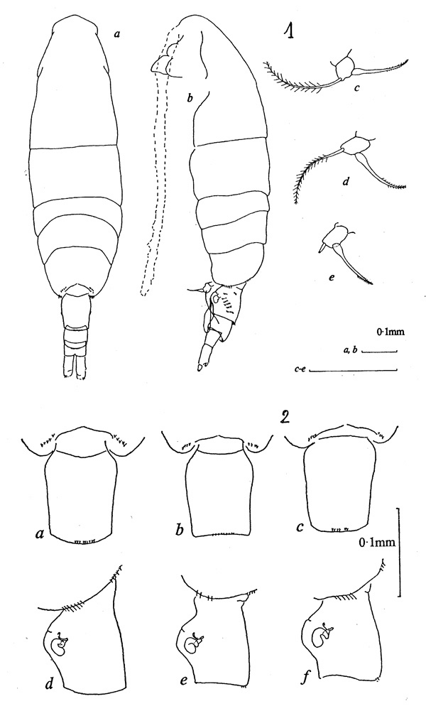 Espèce Acartia (Acartiura) tranteri - Planche 1 de figures morphologiques