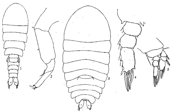 Espèce Sapphirina gemma - Planche 1 de figures morphologiques