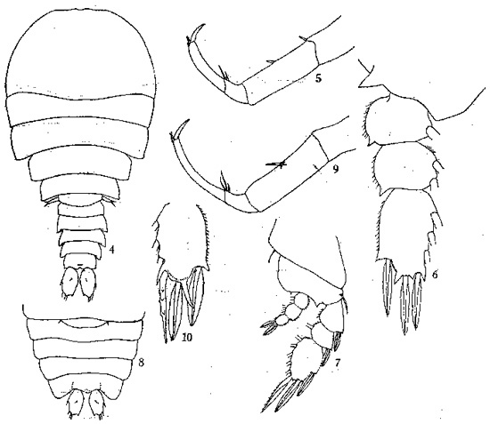 Espèce Sapphirina scarlata - Planche 1 de figures morphologiques