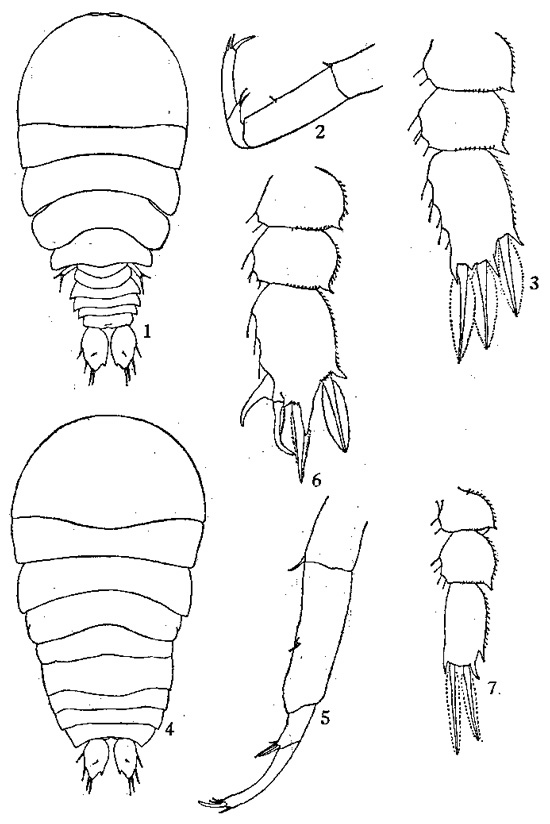 Espce Sapphirina sinuicauda - Planche 1 de figures morphologiques