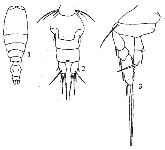 Espèce Vettoria granulosa - Planche 4 de figures morphologiques