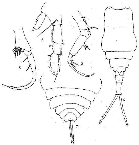 Espèce Copilia mirabilis - Planche 2 de figures morphologiques