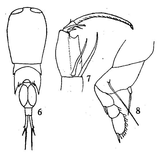 Species Corycaeus (Corycaeus) vitreus - Plate 2 of morphological figures
