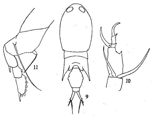 Espce Corycaeus (Monocorycaeus) robustus - Planche 2 de figures morphologiques