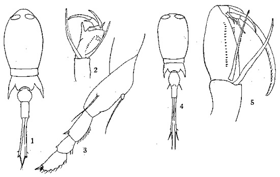 Espce Corycaeus (Urocorycaeus) longistylis - Planche 2 de figures morphologiques