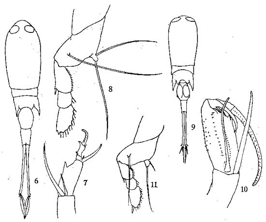 Species Corycaeus (Urocorycaeus) lautus - Plate 4 of morphological figures