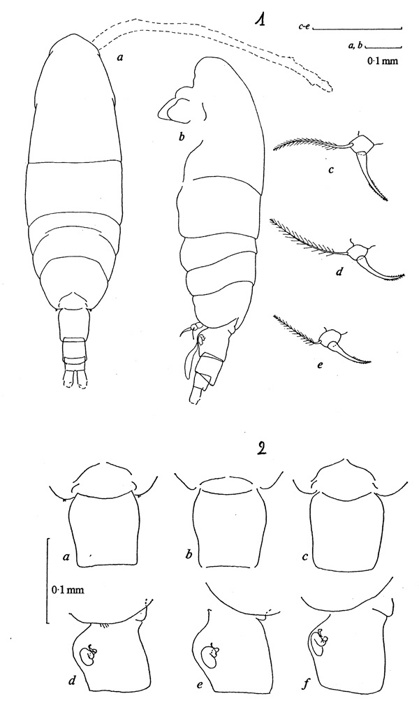 Espce Acartia (Acartiura) omorii - Planche 1 de figures morphologiques
