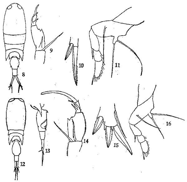Species Corycaeus (Ditrichocorycaeus) affinis - Plate 2 of morphological figures