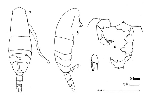 Espce Acartia (Acartiura) omorii - Planche 2 de figures morphologiques