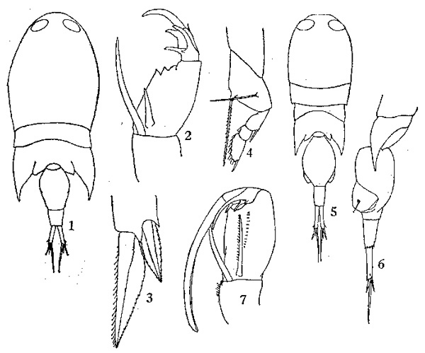 Species Corycaeus (Onychocorycaeus) pacificus - Plate 3 of morphological figures