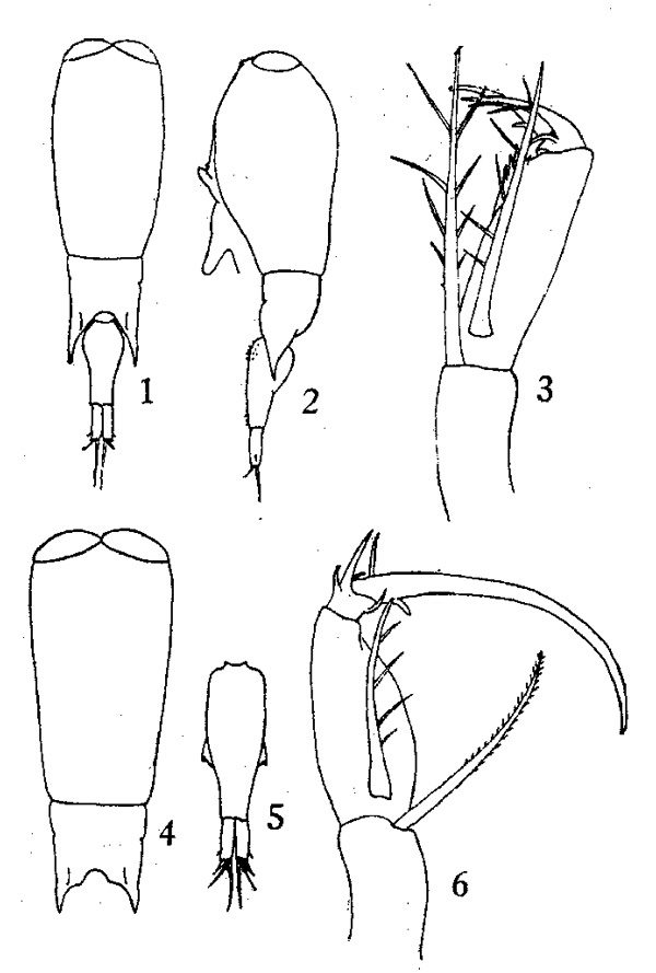 Espèce Farranula rostrata - Planche 2 de figures morphologiques