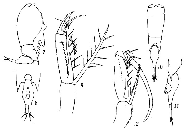 Espèce Farranula gibbula - Planche 2 de figures morphologiques