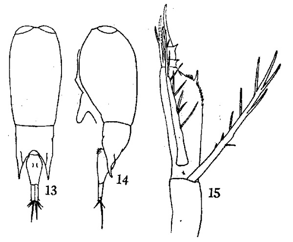 Species Farranula carinata - Plate 1 of morphological figures