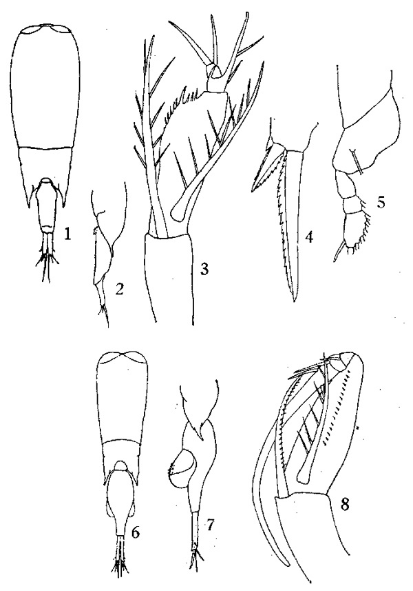 Species Farranula concinna - Plate 2 of morphological figures