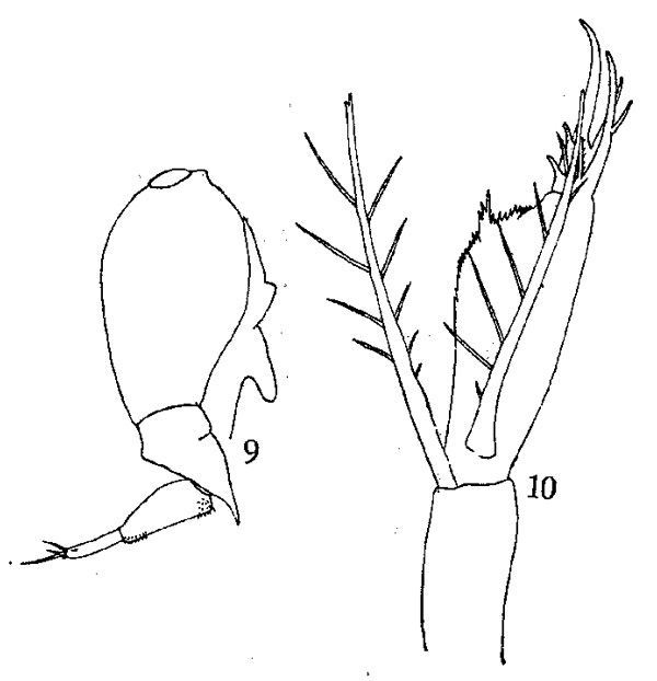 Espce Corycaeus (Corycaeus) speciosus - Planche 3 de figures morphologiques