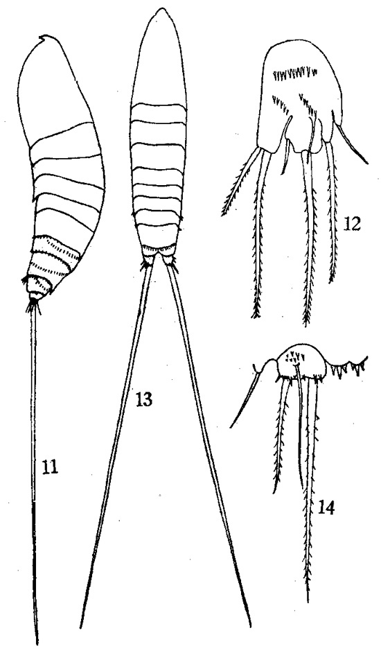 Species Microsetella norvegica - Plate 2 of morphological figures