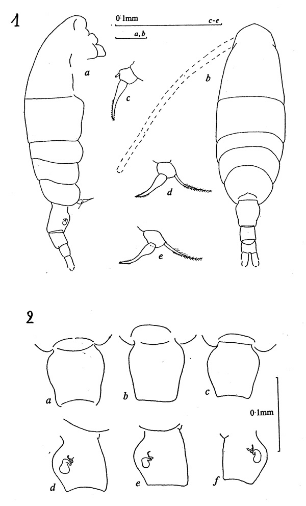 Species Acartia (Acartiura) teclae - Plate 1 of morphological figures