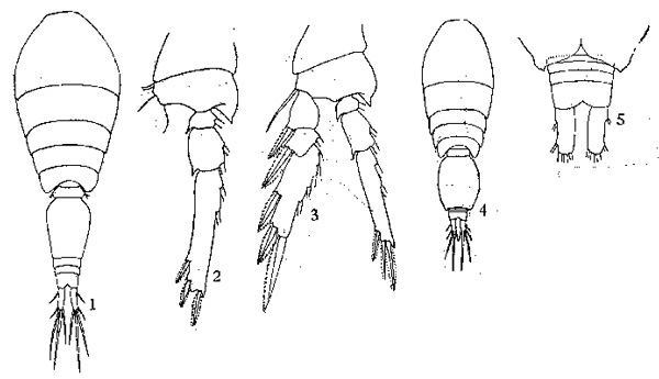 Species Oncaea venusta - Plate 3 of morphological figures