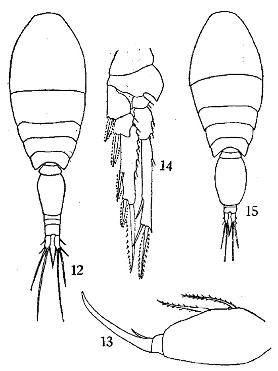 Species Oncaea media - Plate 1 of morphological figures
