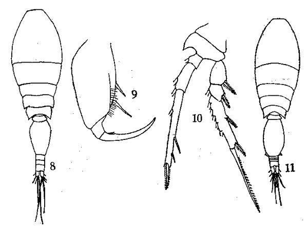 Species Triconia dentipes - Plate 2 of morphological figures