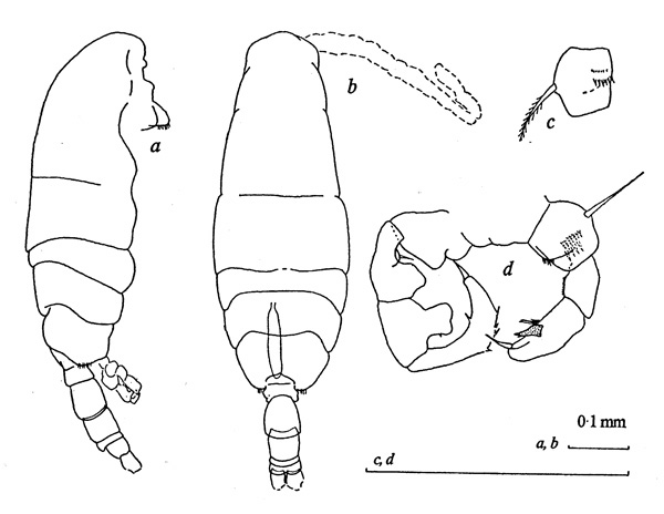 Species Acartia (Acartiura) teclae - Plate 2 of morphological figures