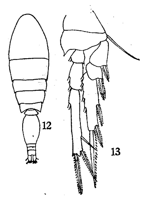 Espèce Triconia minuta - Planche 1 de figures morphologiques