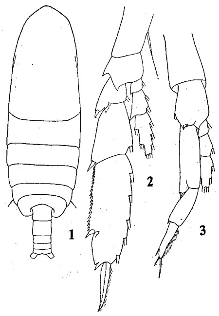 Espèce Neocalanus gracilis - Planche 9 de figures morphologiques