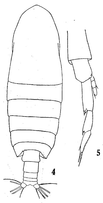 Espèce Neocalanus robustior - Planche 6 de figures morphologiques
