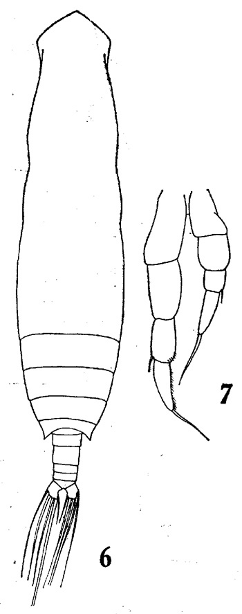 Espce Eucalanus elongatus - Planche 4 de figures morphologiques