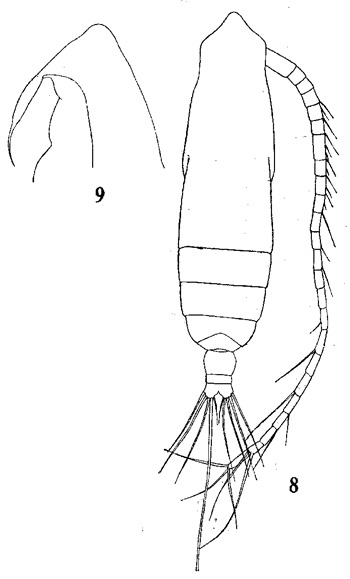 Espèce Subeucalanus pileatus - Planche 4 de figures morphologiques
