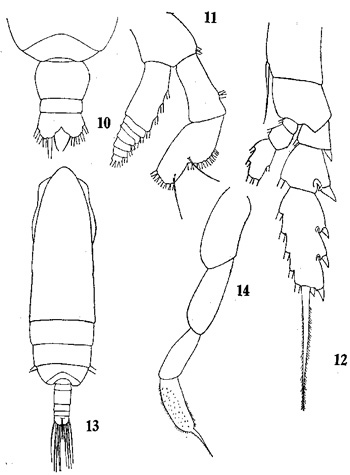 Espce Subeucalanus pileatus - Planche 5 de figures morphologiques