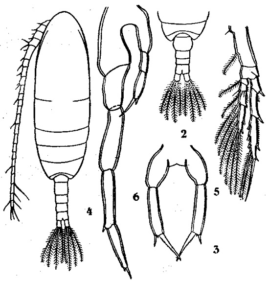 Species Paracalanus serrulus - Plate 1 of morphological figures