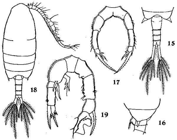 Species Pseudodiaptomus incisus - Plate 1 of morphological figures