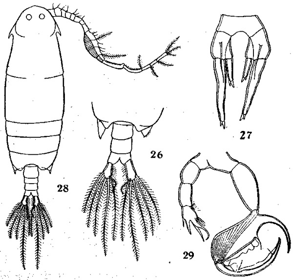 Espèce Pontella tridactyla - Planche 1 de figures morphologiques