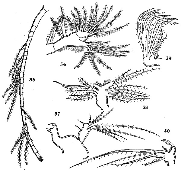 Espèce Acartiella sinensis - Planche 3 de figures morphologiques