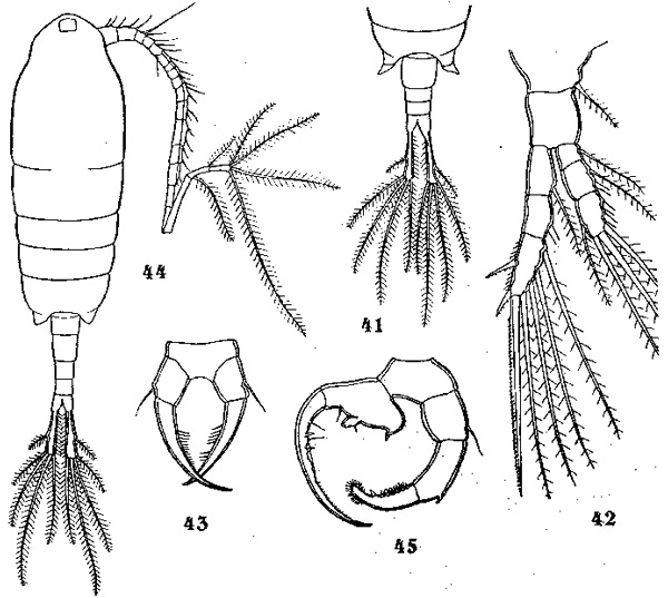 Espèce Tortanus (Eutortanus) sheni - Planche 1 de figures morphologiques
