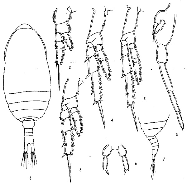 Espèce Parvocalanus crassirostris - Planche 5 de figures morphologiques