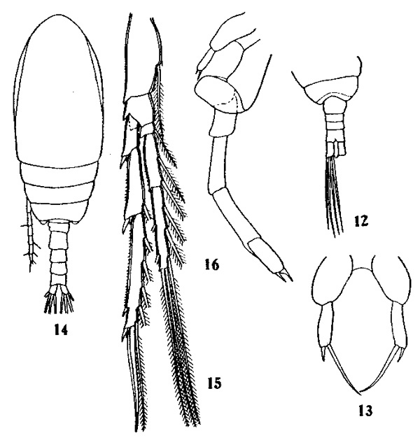 Species Paracalanus intermedius - Plate 1 of morphological figures