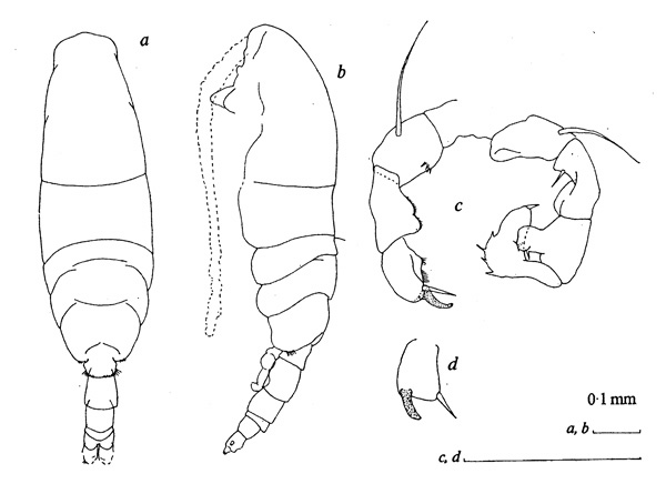 Species Acartia (Acartiura) hudsonica - Plate 2 of morphological figures