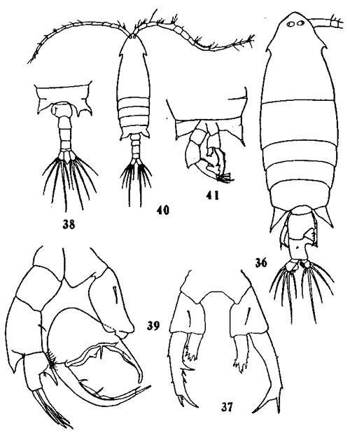 Espèce Labidocera rotunda - Planche 5 de figures morphologiques