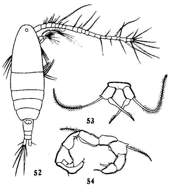 Espèce Acartia (Acartiura) hongi - Planche 2 de figures morphologiques