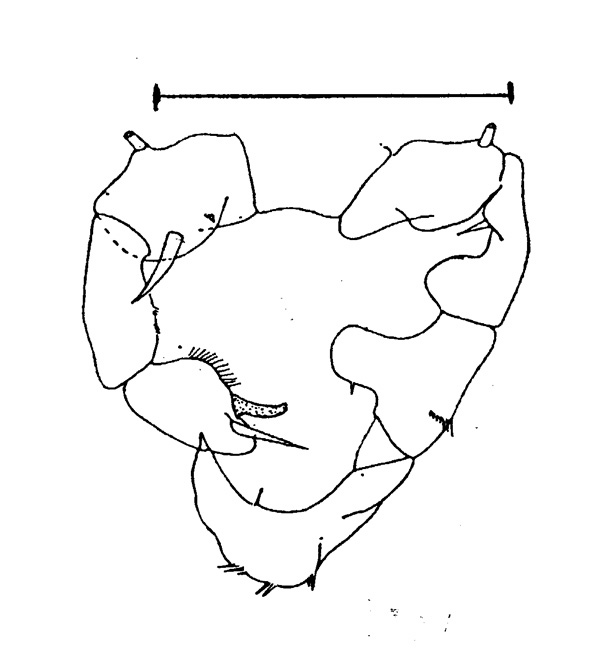 Espèce Acartia (Acartiura) longiremis - Planche 1 de figures morphologiques
