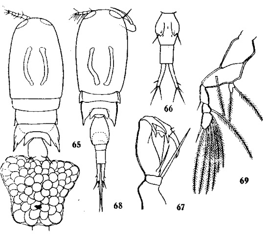 Species Corycaeus (Ditrichocorycaeus) affinis - Plate 3 of morphological figures