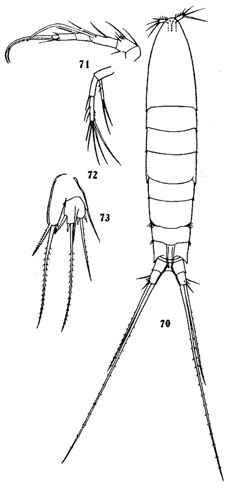 Espce Microsetella norvegica - Planche 3 de figures morphologiques