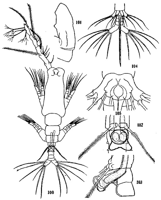 Species Monstrilla grandis - Plate 1 of morphological figures