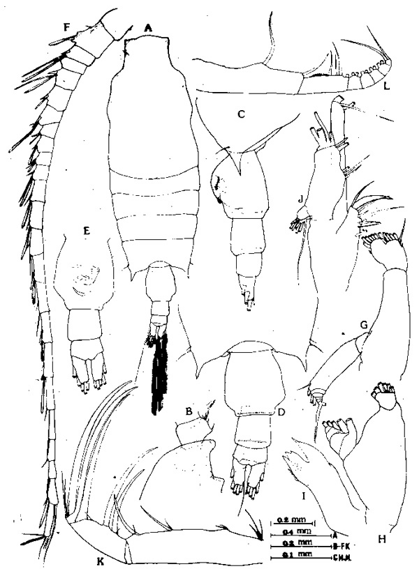Espce Candacia ishimarui - Planche 1 de figures morphologiques
