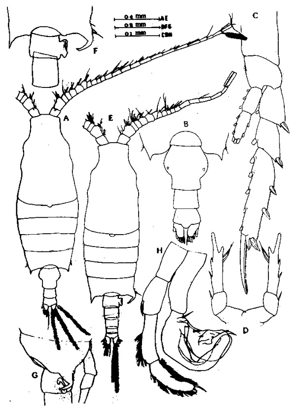 Species Candacia guggenheimi - Plate 2 of morphological figures