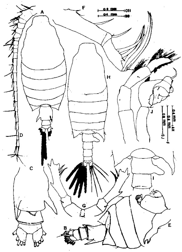 Espèce Candacia pachydactyla - Planche 7 de figures morphologiques