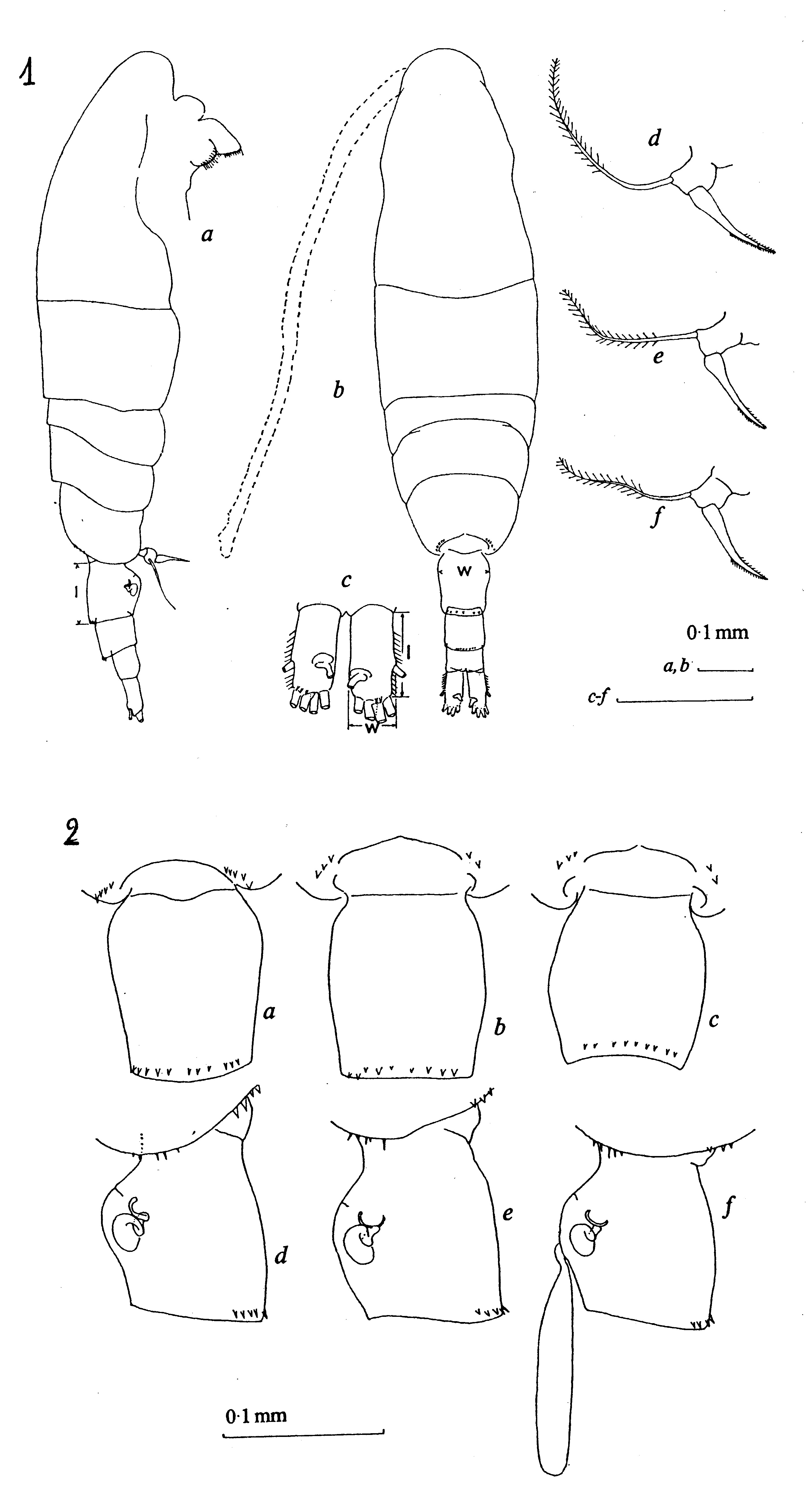 Species Acartia (Acartiura) clausi - Plate 7 of morphological figures